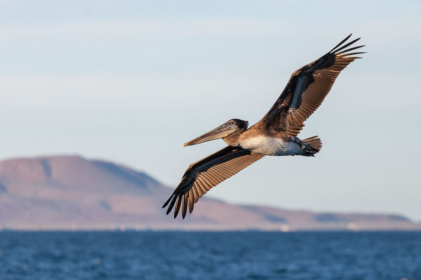 California brown pelican contemplating his dinner