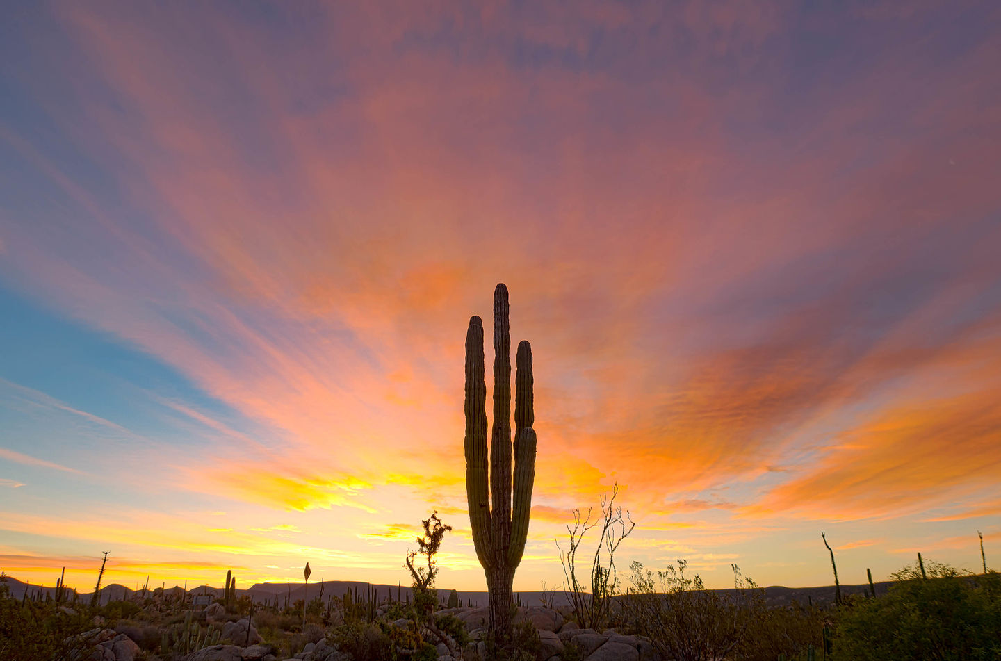 Predawn cactus