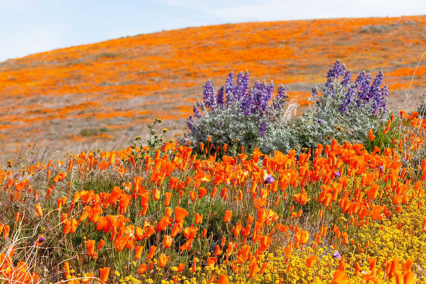 Antelope Valley Poppy Reserve