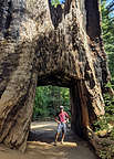 Tunnel tree in Tuolumne Grove