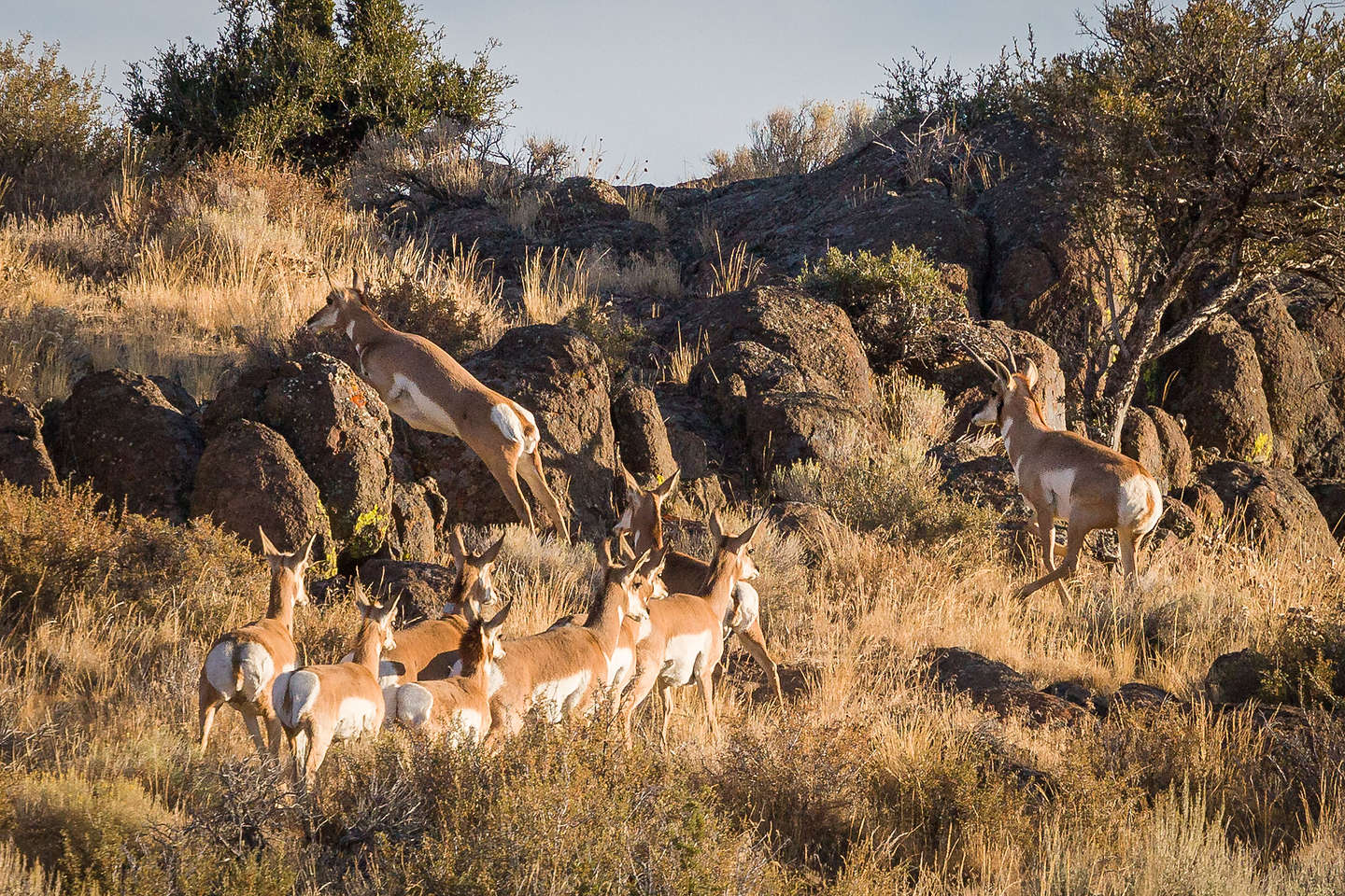 More pronghorn antelope on the drive out of the refuge