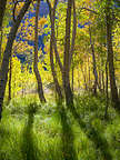 Aspen grove along Convict Lake Trail