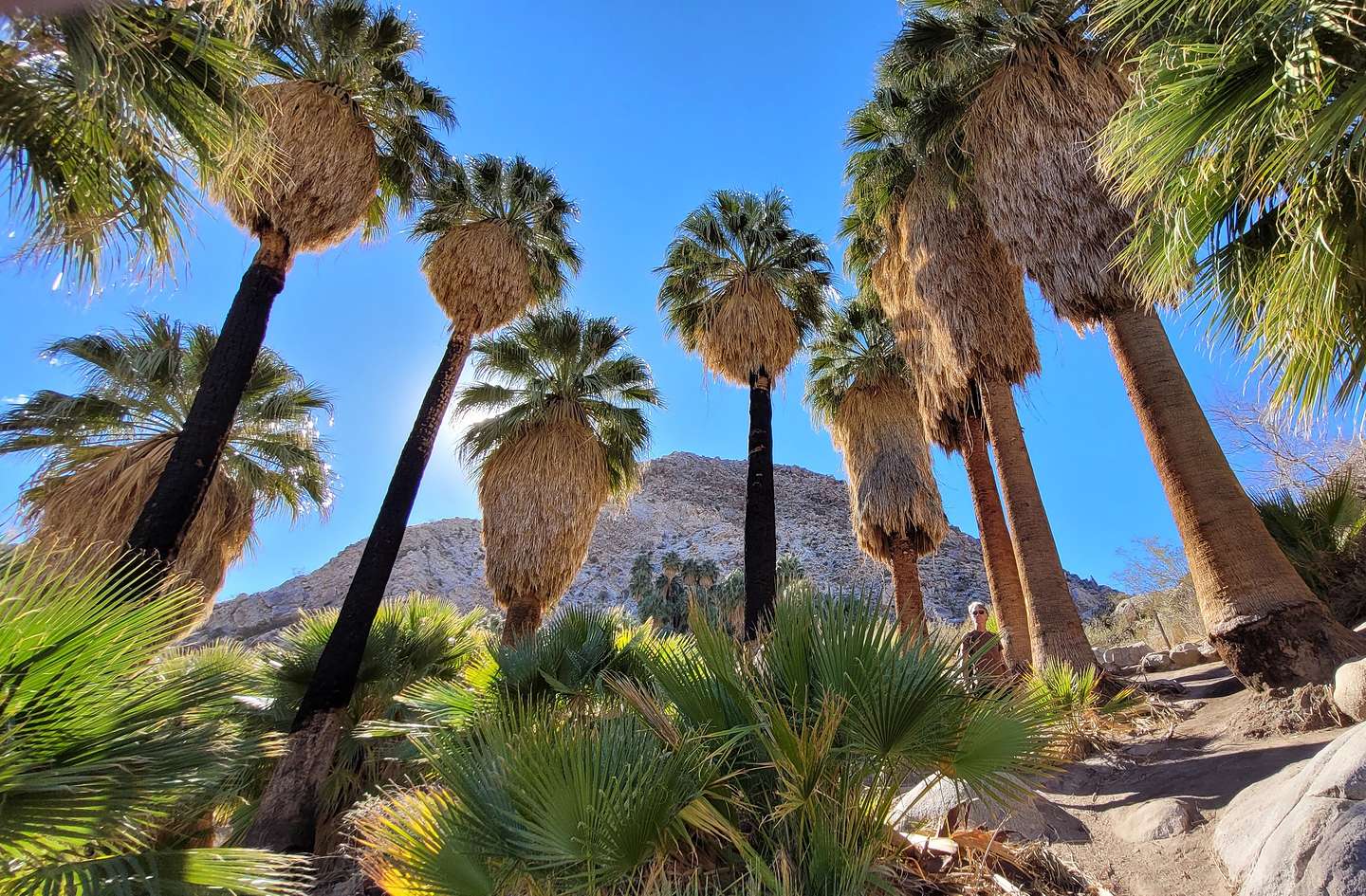 Fortynine Palms Oasis