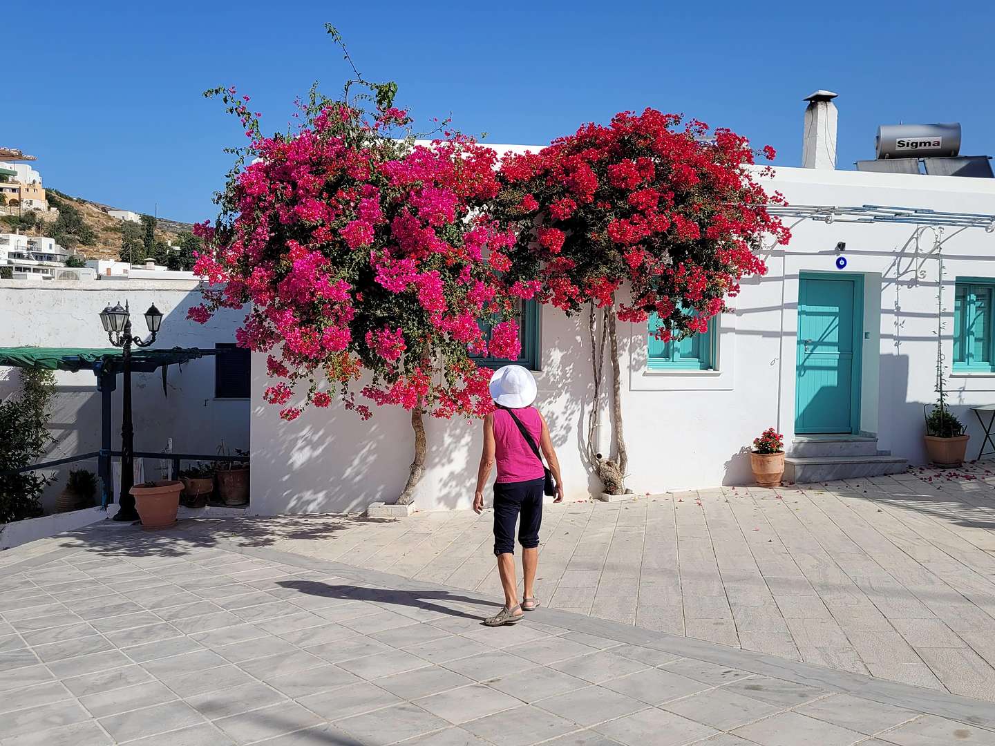 Lovely bougainvillea flowers