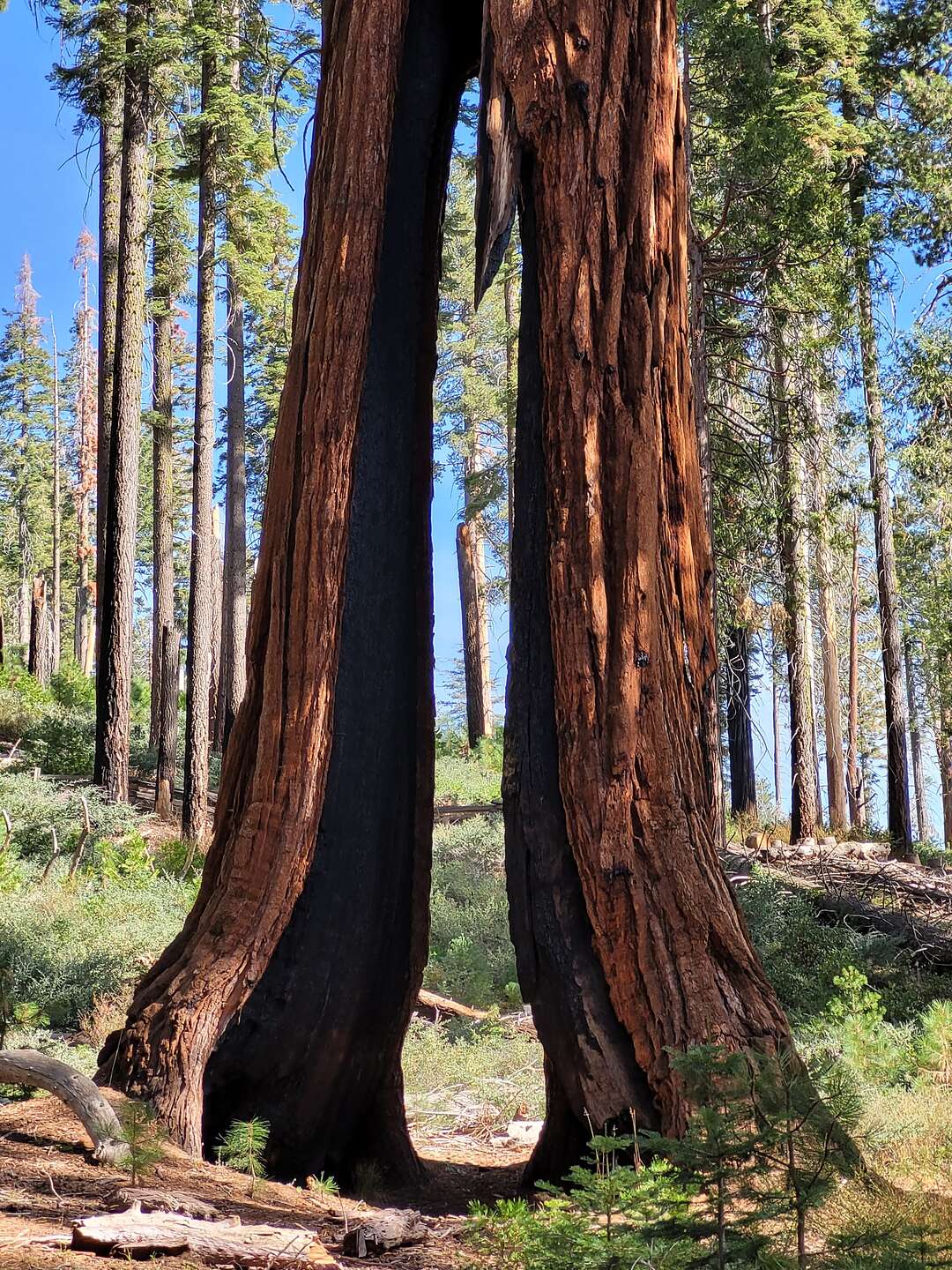 The Clothespin Tree