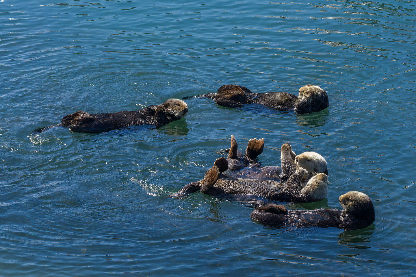 Morro Bay Otters