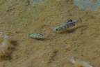 Saratoga Springs pupfish