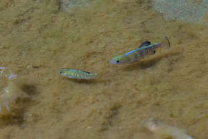 Saratoga Springs pupfish