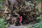 Lolo checking out the root system