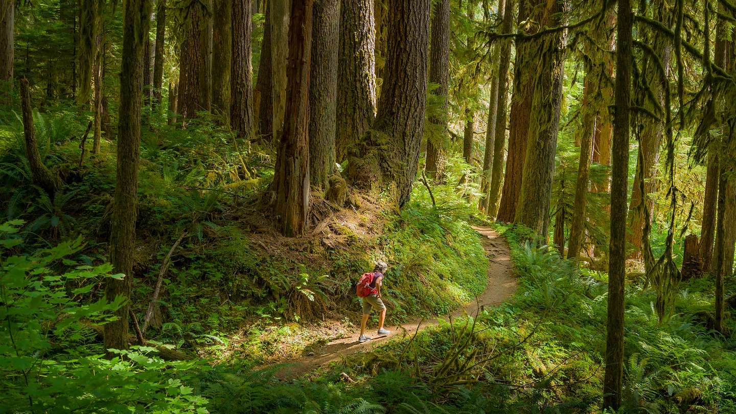 Hike to Sol Duc Falls