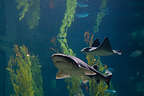 Kelp Forest residents