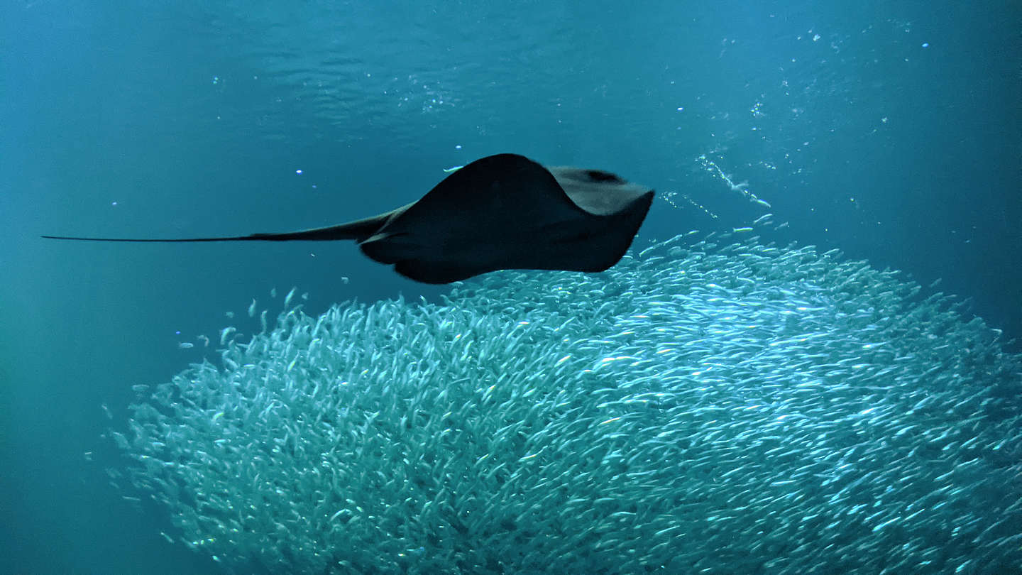 Clever anchovies (or sardines) pretending they are one big fish