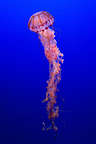 Purple-striped jelly