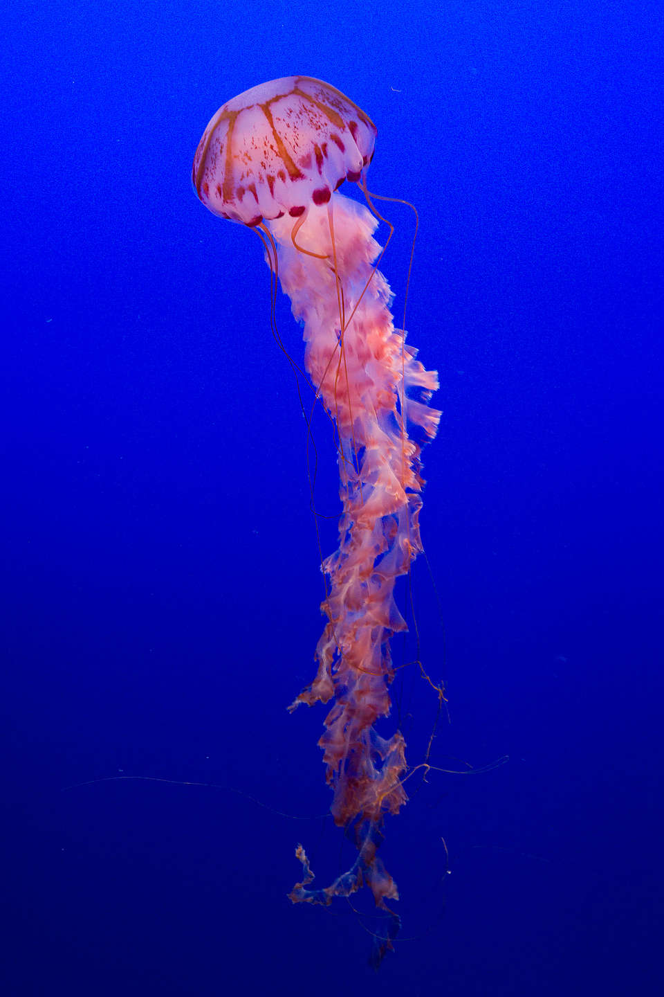 Purple-striped jelly