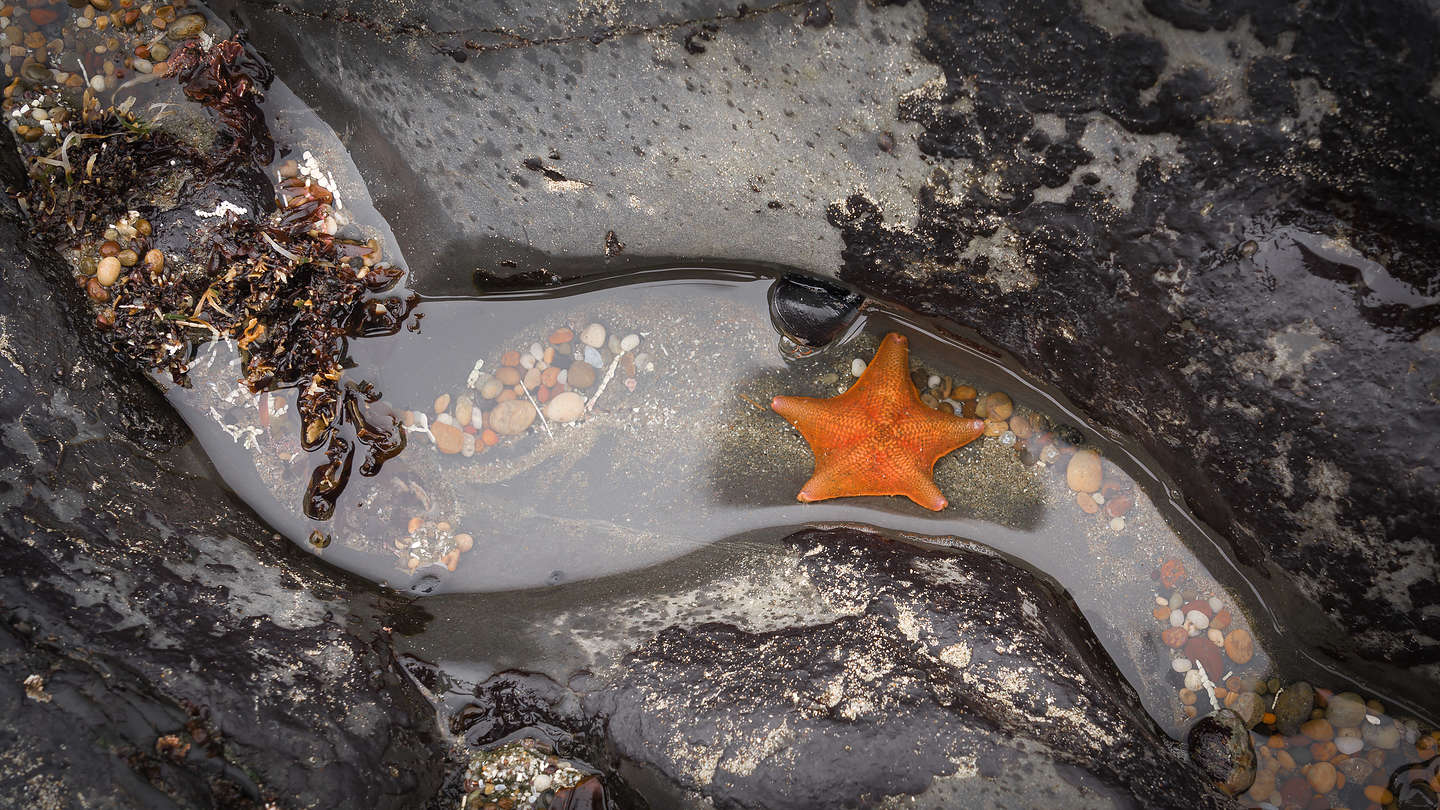 Tide Pools at Pebble Beach Tide Pools at Pebble Beach