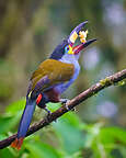 Plate-billed mountain toucan