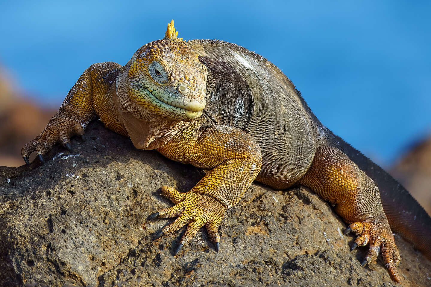 Our first land iguana