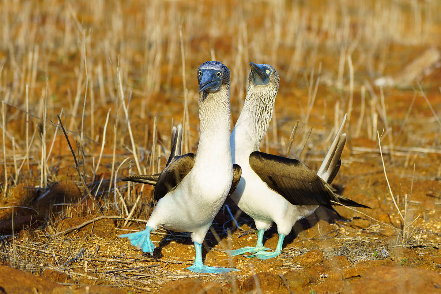 Blue-footed boobies beginning their courtship dance