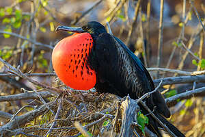 Magnificent Frigatebird