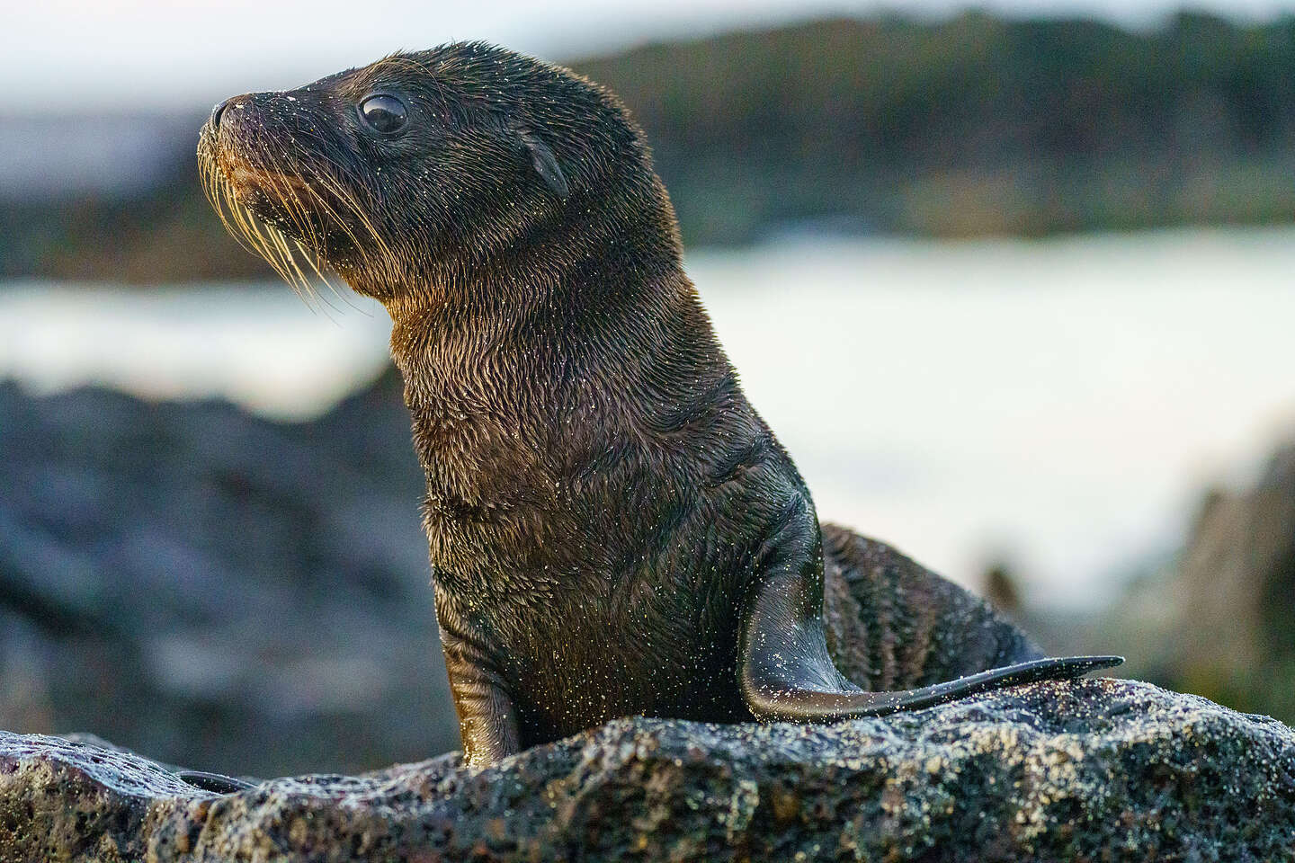 Fur seal