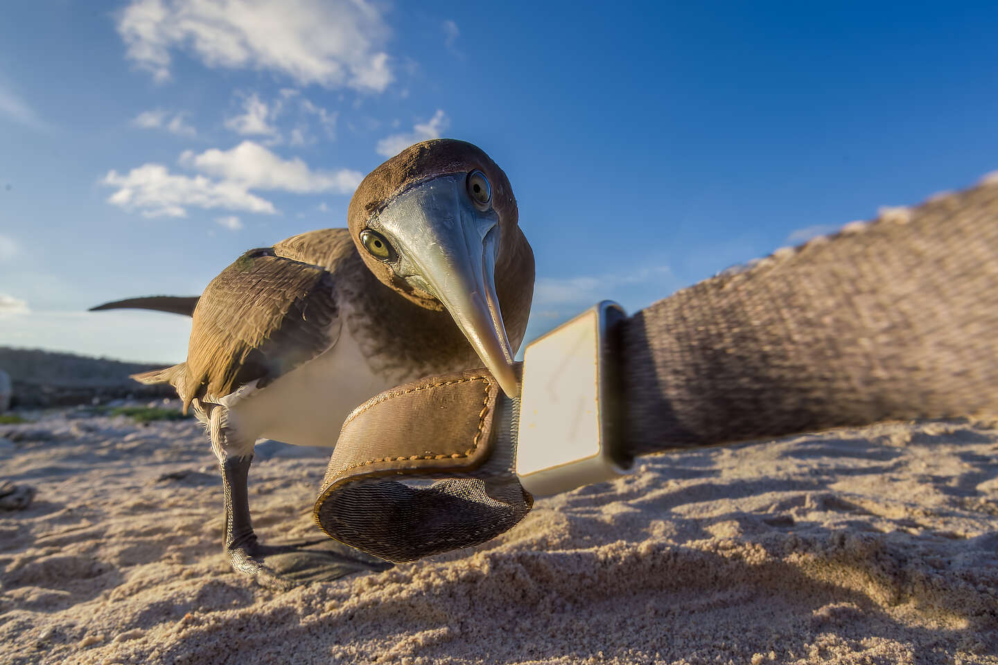 Brown Noddy peering in Herb's lens