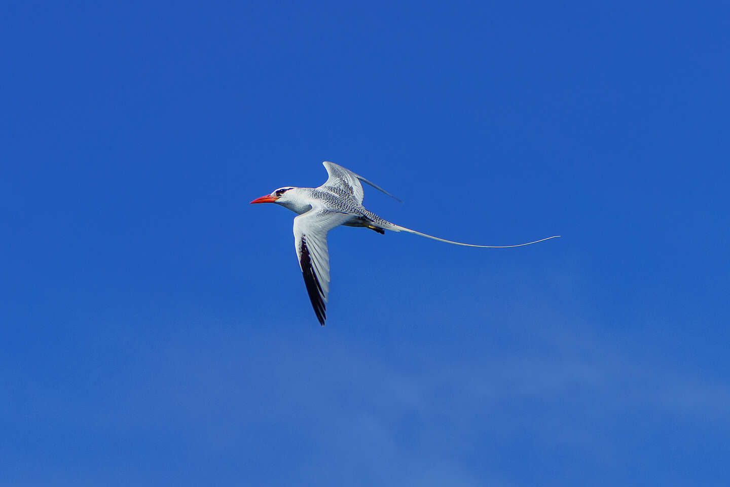 Red-billed tropicbird in flight