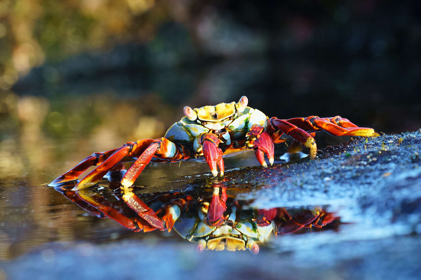 Sally Lightfoot enjoying it's reflection