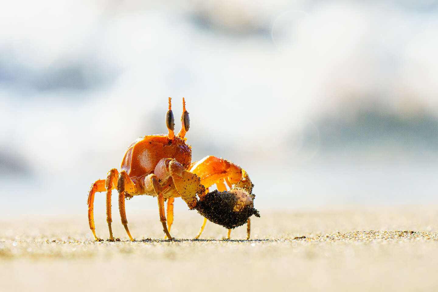 Ghost Crab