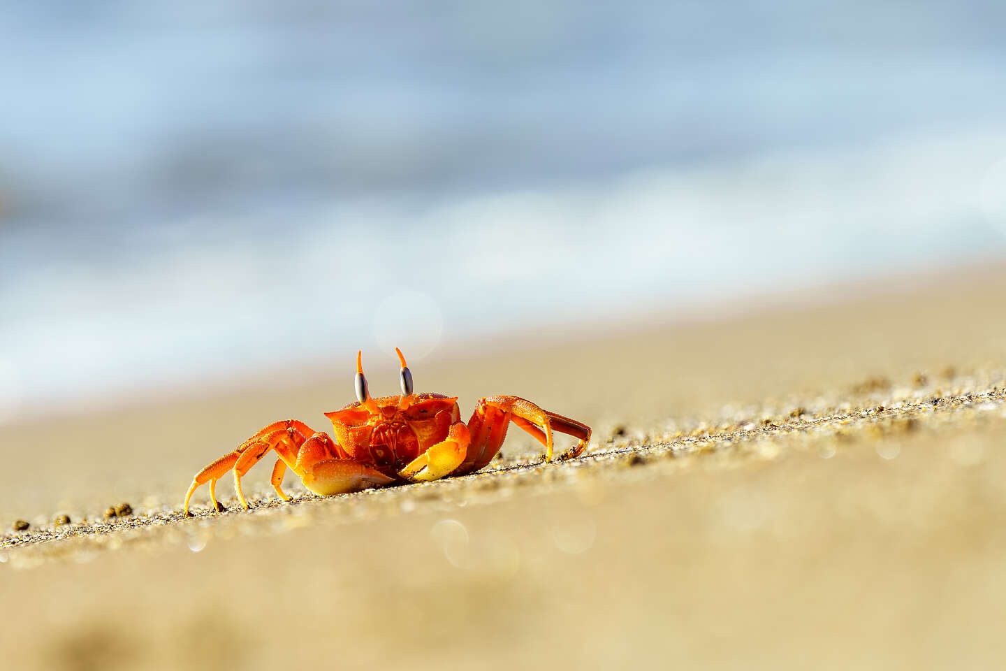 Ghost Crab