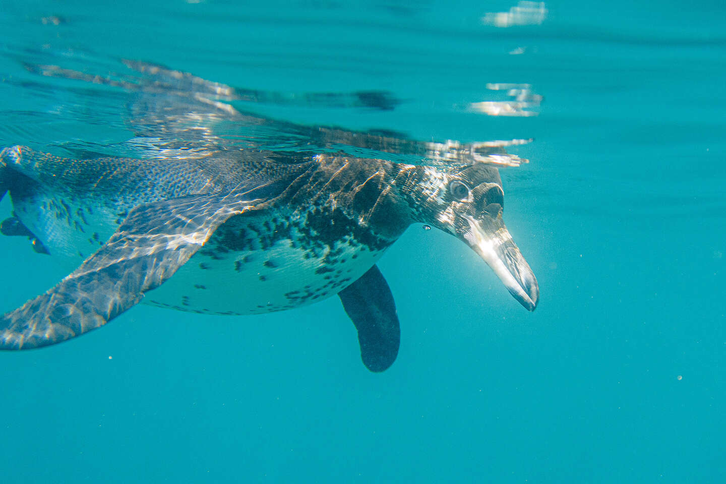 Snorkeling with the penguins