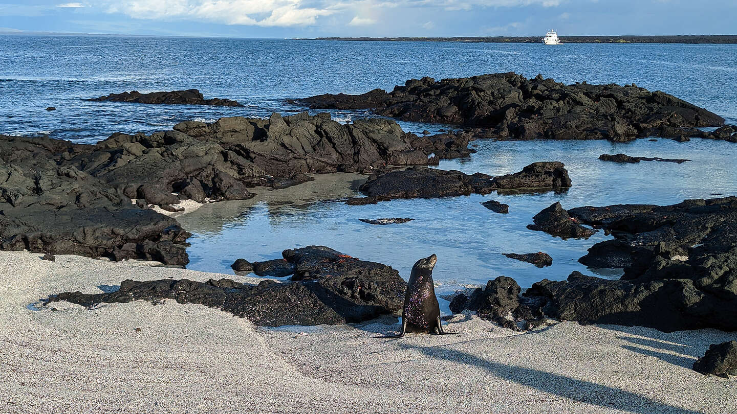 Bull sea lion guarding his territory