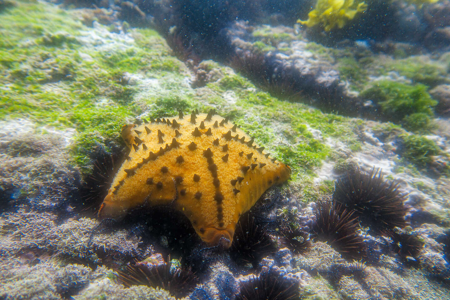 Chocolate chip starfish