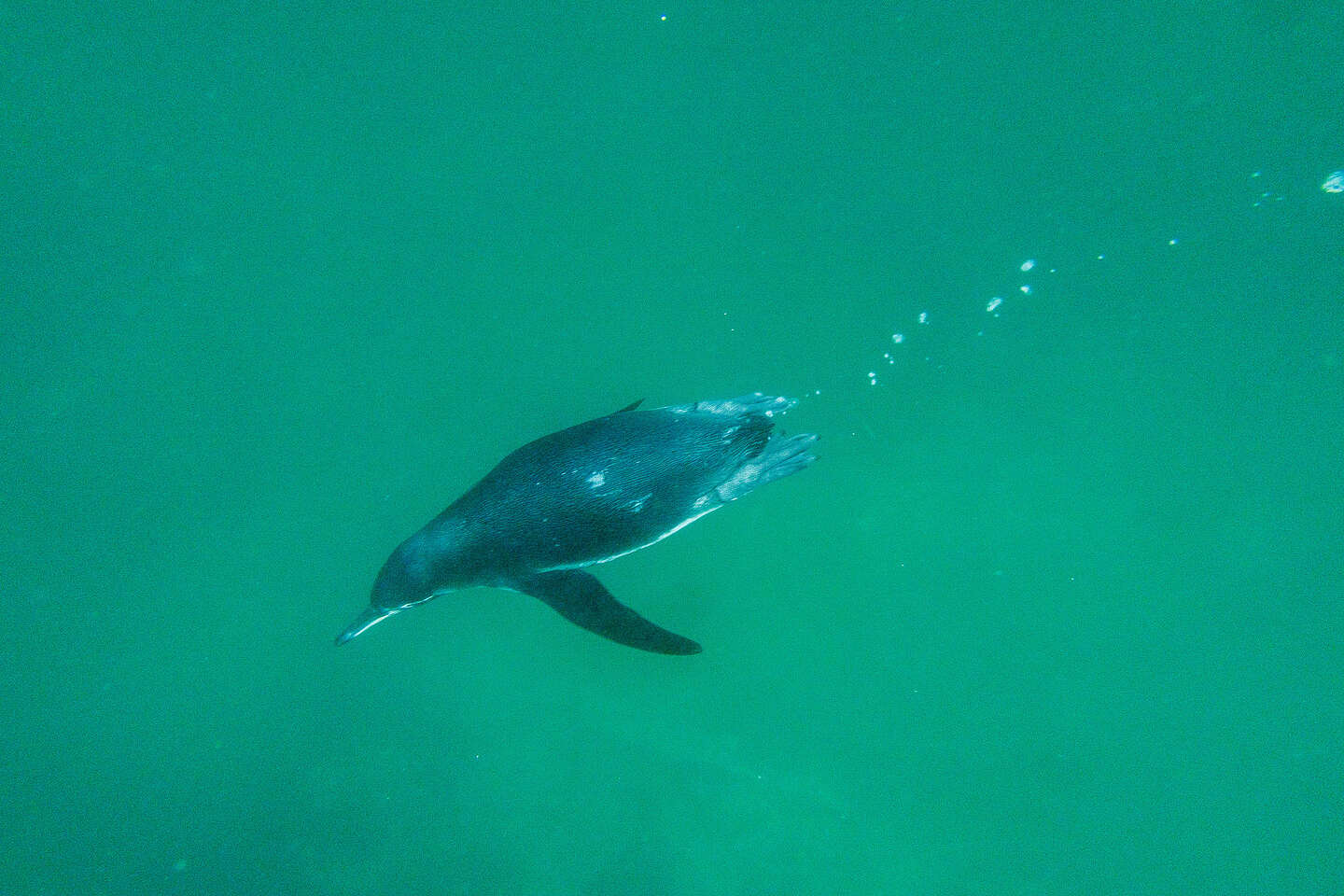 Snorkeling with the penguins