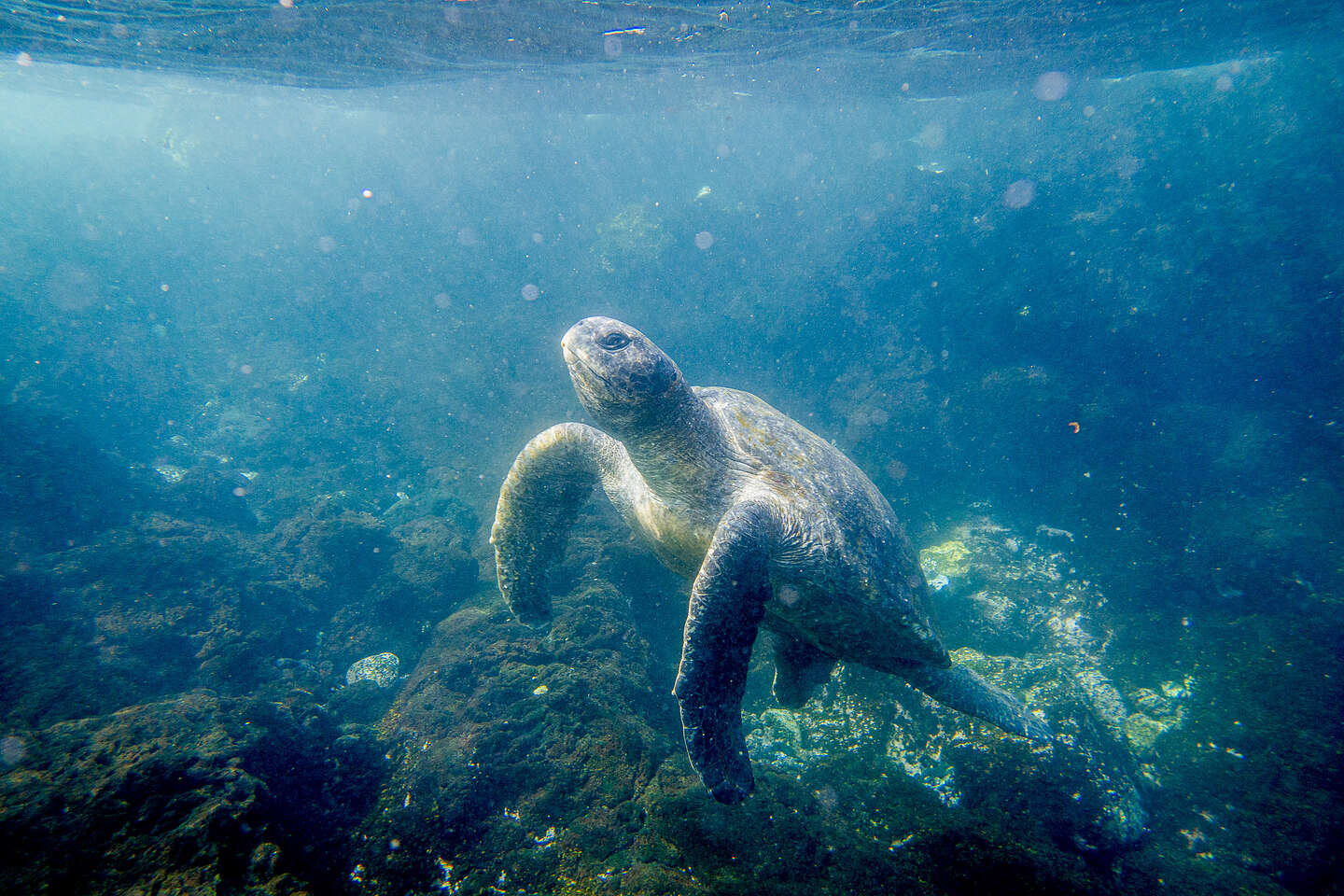 Snorkeling with the sea turtles