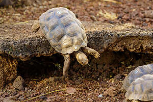 Hatchling being raised at the center