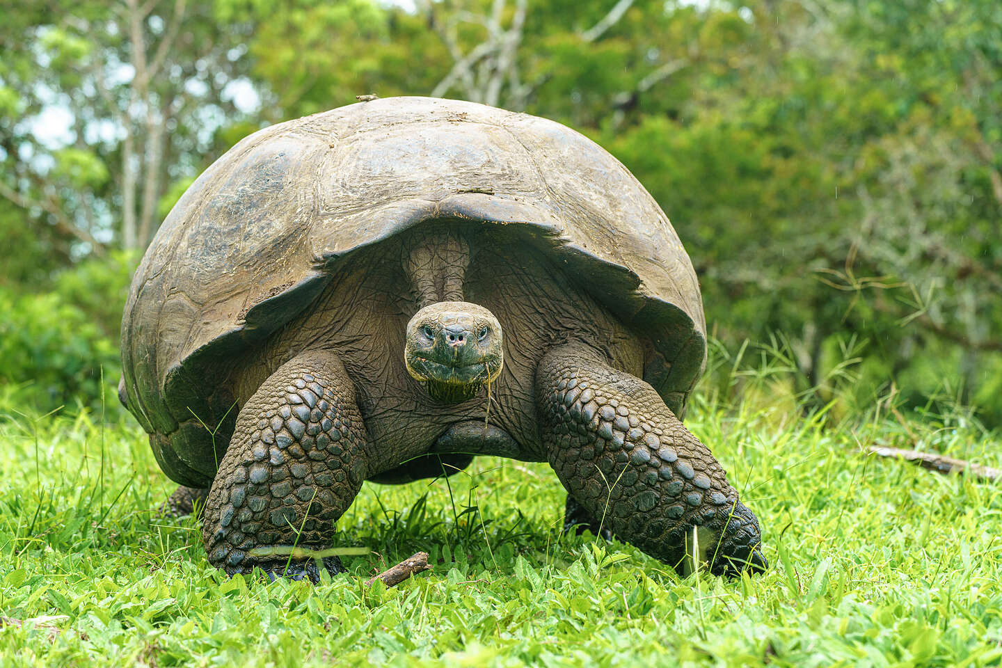 Domed tourist at the Preserve