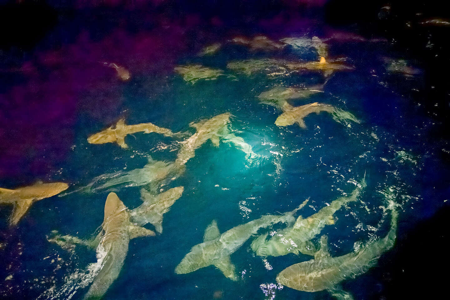 Black-tipped sharks feeding frenzy