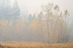 Smoky El Cap Meadow