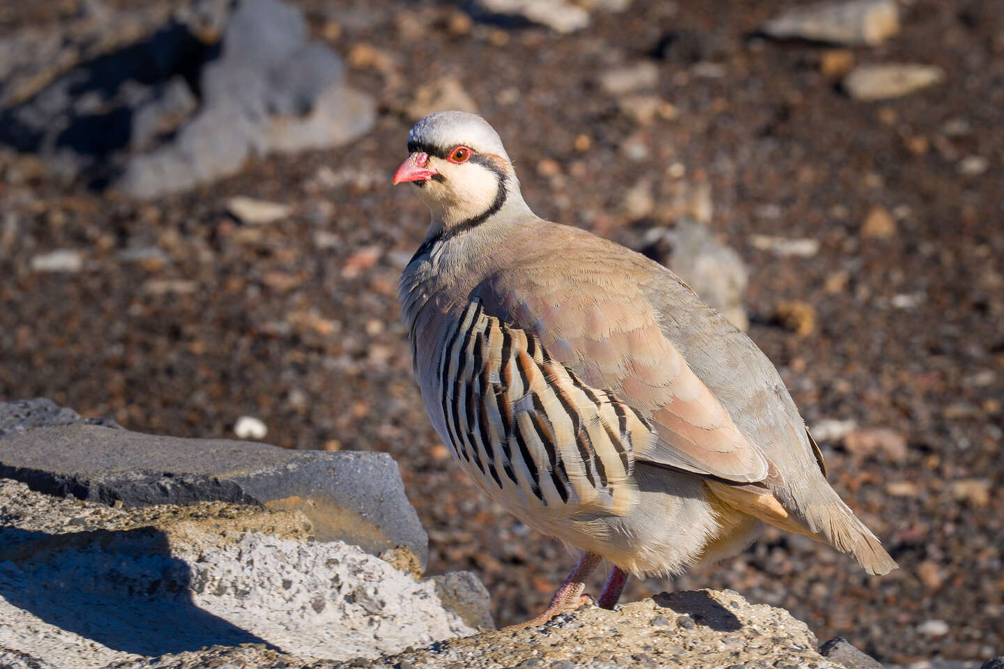 Chukar Partridge