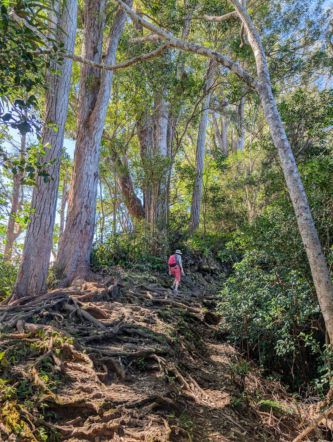 The rough trail to Caveman Falls