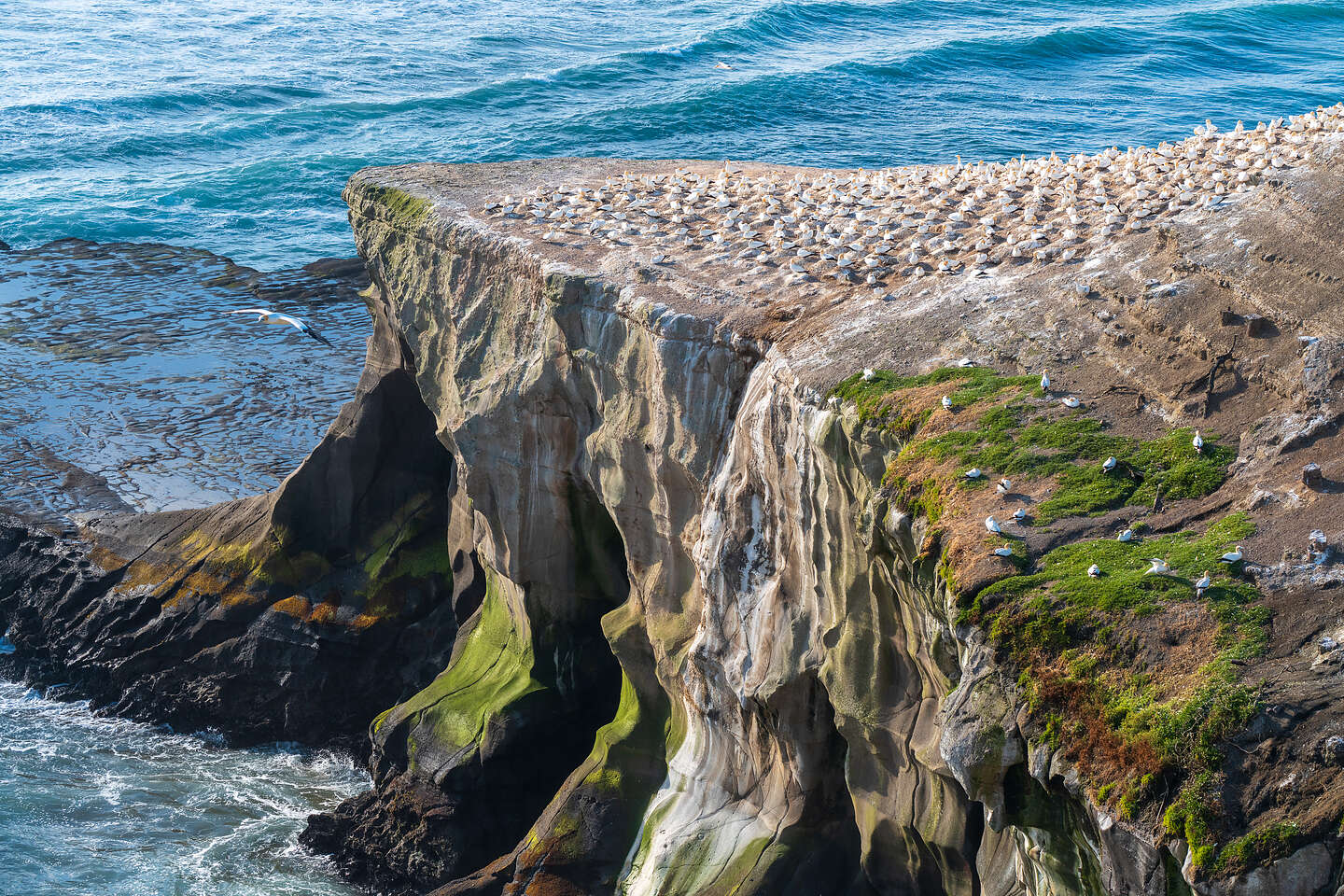 Muriwai Cliffs