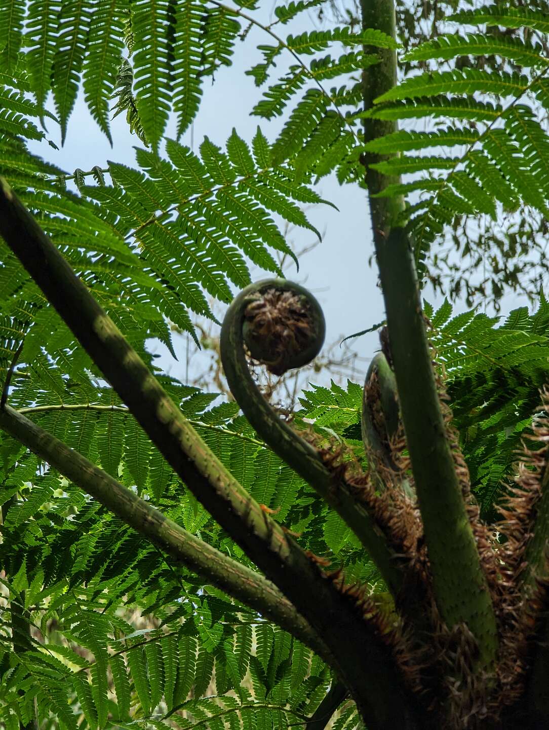 Tree Fern