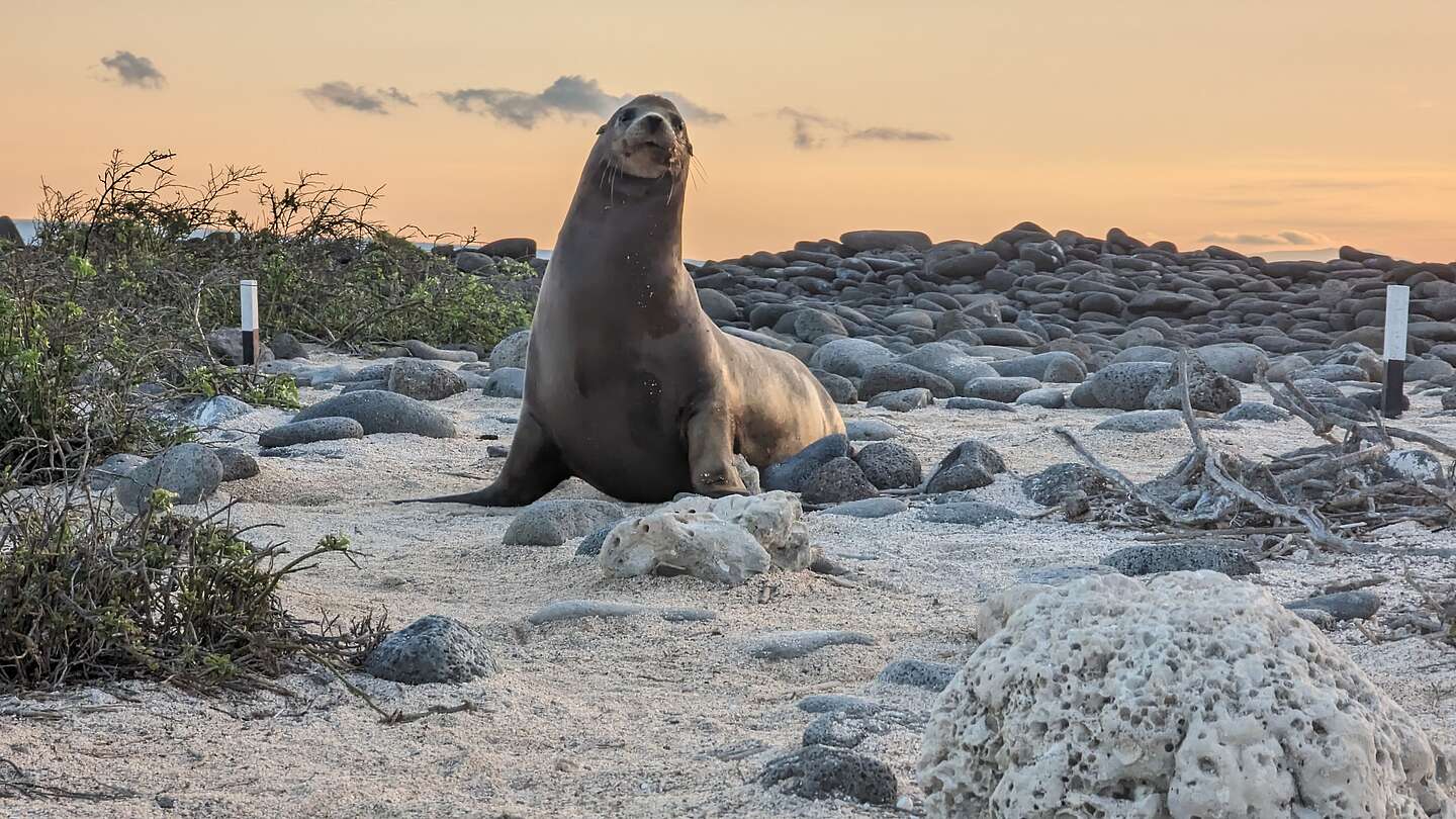 Galapagos Sea Lion