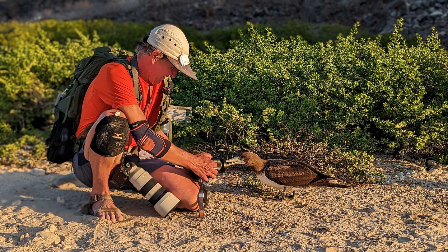 Herb and a very curious Brown Noddy