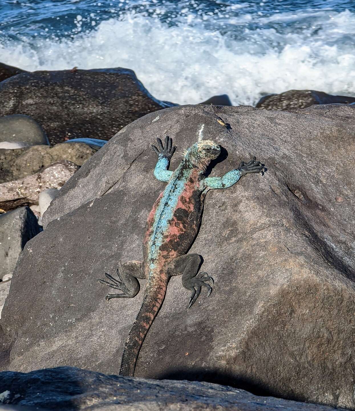 Christmas iguana