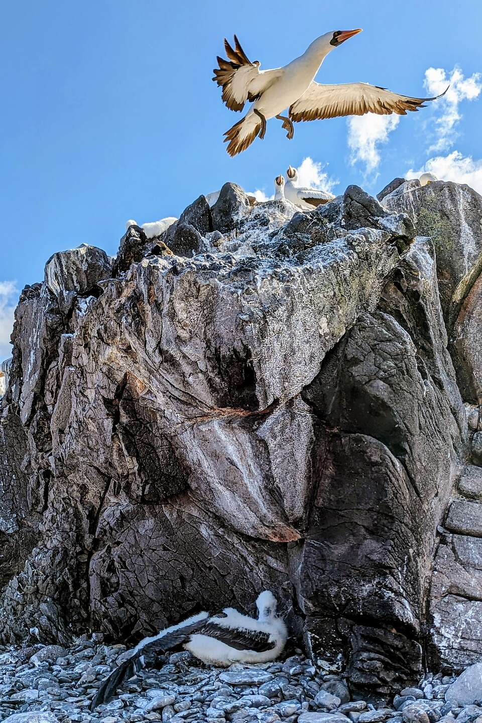 Nazca Booby nesting area