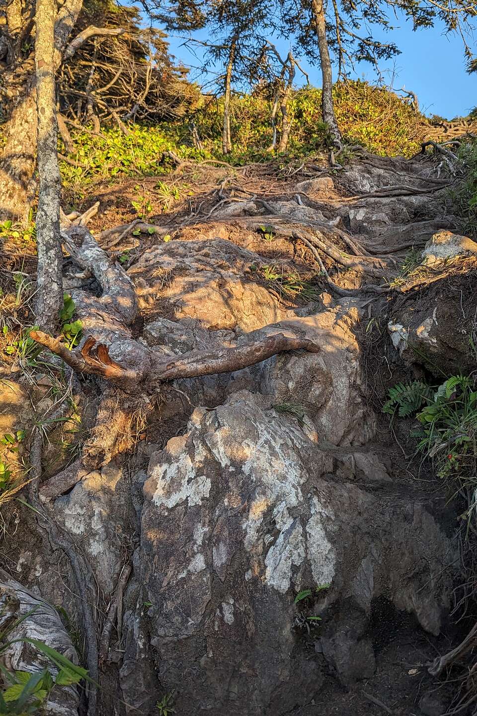 Crazy "non"-trail up to Cox Bay Lookout