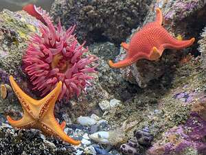 Residents of the Ucluelet Aquarium