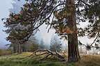 Smoky El Cap Meadow