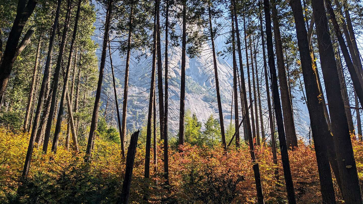 Mt. Watkins through the trees